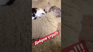 Доброе утро! Баран и кот!смешные животные! #животные #приколы #animals #смешныекошки #cat #shotrs