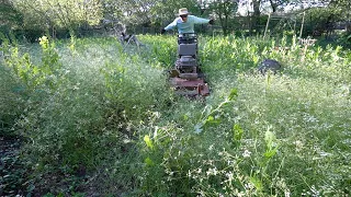 This ELDER lady was so EMBARRASS about her overgrown yard until I offered to mow it for FREE