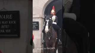 one of the best blues and royals don't touch him or the reins #thekingsguard