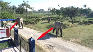 Two Wild Angry Elephants on village road || Numaligarh