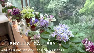 Phyllis' African Violet Collection Mar 2021