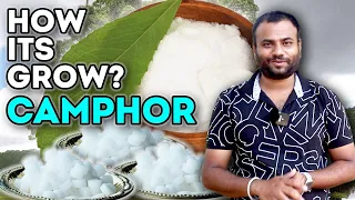 How does it grow Camphor ? || कपूर कैसे बनता है ? || Farming engineer