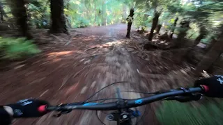 Trail Tuesday Episode 39- Tree Hugger, Kaiteriteri Bike Park