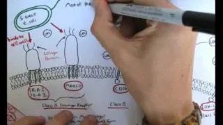 Immunology - Innate Immunity Scavenger Receptors