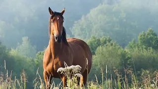 Амалсыздан сатылған Торытөбел (аудиокітап)