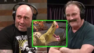 Joe Rogan - Jake the Snake: Mexican Rattlesnakes and Komodo Dragons