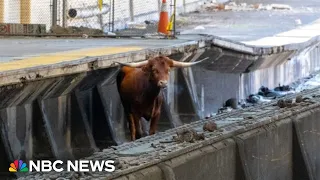 Watch: Bull on the loose! Animal runs on N.J. Transit tracks