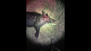 Night Airgun Hog Hunt with Thermal (GRAPHIC)