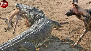 Crocodile Drag Wild Dog Into Water