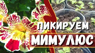 Мимулюс -  необыкновенный цветок! Пикируем в стаканы по 3 растения.