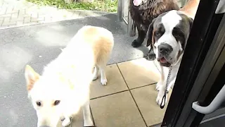 German Sheppard getting on a bus, with Newfoundland and  Saint Bernard.