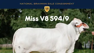 Miss V8 594/9 Brahman Heifer from 2023 ABBA National Brahman Sale