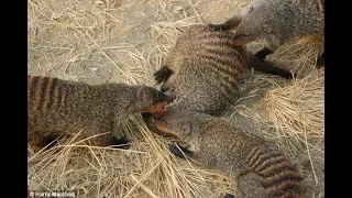 Mongoose gangs : the Man Kill Mongoose And Mongoose Eat Mongoose
