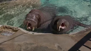 Wonderful walrus sounds!