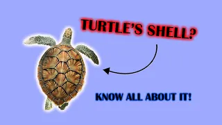 What is a Turtle Shell made up of?