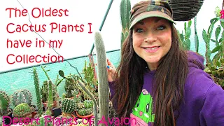 The Oldest Cactus Plants I have in my Collection | Cactus Collection #cacti #cactus #cactusplants