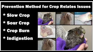 Sour Crop | Slow Crop | Crop Burn | Indigestion | Prevention method for baby bird crop related issue