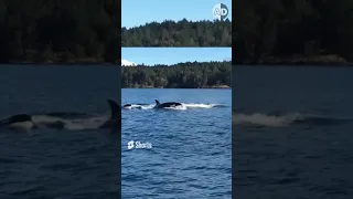 The Hunting Strategy of Orcas: How Breaching Helps Them Hunt Better