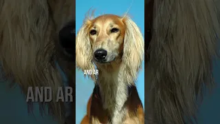 "Discovering the Fascinating Facts Behind the Saluki Dog Breed!"