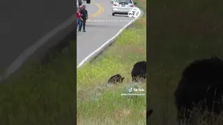 Tourists sprint toward bear and cubs in Yellowstone