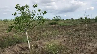 Ореховый сад шестой год!