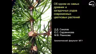 Дмитрий Соколов «Об одном из самых древних и загадочных родов современных цветковых растений»