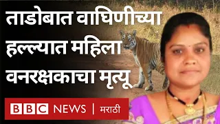 Tiger Attack : Tadoba मध्ये Maya वाघिणीच्या हल्ल्यात महिला Forest Guardचा मृत्यू |