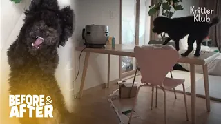 When Guardian's Out.. Dog's Having Party! | Before & After Makeover Ep 7