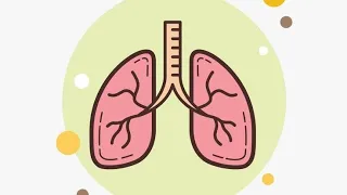 الرئه || lung