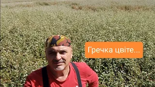 УРА! ГРЕЧКА ЦВІТЕ І ... СОНЯШНИК !