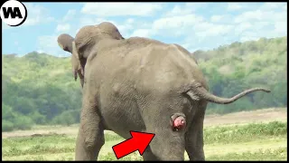 That's Why Elephants Stand Still Until They Die