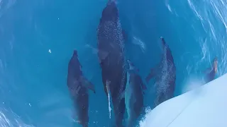 Dolphins playing with the boat