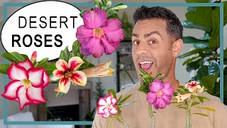 Houseplant Trends 2021: How-To Care For Desert Roses (Adenium Obesum) and More #DesertRose