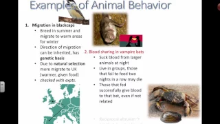 Ethology (Part One) (IB Biology)