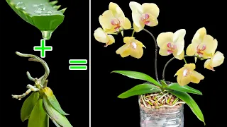 The method of reviving orchids using aloe vera is 100% successful
