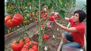 Самые крупноплодные томаты в нашей теплице. Сезон 2022.