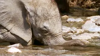 Baby Elephant’s Struggle to Survive (Part 1) | Elephant Nomads of the Namib Desert | BBC Earth