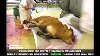 Cow Murder