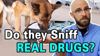 Are Drug Sniffing Dogs Trained By Sniffing Drugs?