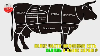 Какая Часть Животного Харам а Какая Халяль? хадис пророка