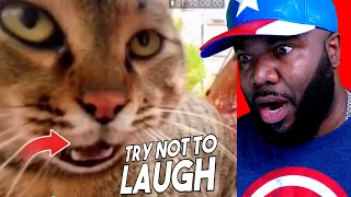 You WILL LAUGH at these Funny Videos - Try Not to laugh 337