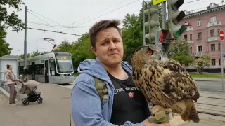Training Egor to carry an owl