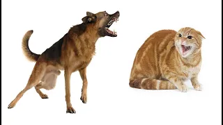 Dog vs Cat Fighting: Cat Attacks Dog, Dogs Attack Cats
