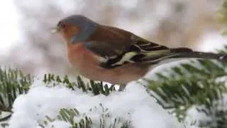 Vögel im winterlichen Garten