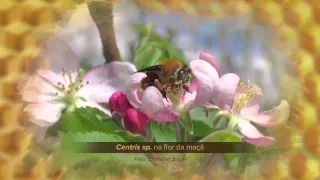 Videoaula "Sem Abelha, Sem Alimento": A importância das abelhas na produção de alimentos