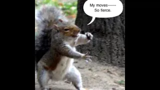 You Spin me right round squirrel!