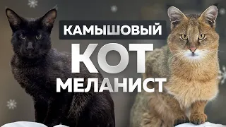 Реакция Вульфа на Настю и Илью🤔 Раскрываем тайну, для чего нам камышовый кот 😱