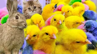 Catch Cute Chickens, Colorful Chickens, Rainbow Chicken, Rabbits, Cute Cats,Ducks,Animals Cute #70