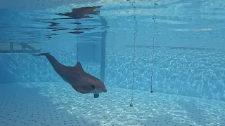 Study about dolphin echocolation | Loro Parque