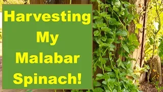 Let's Go Harvest My Tasty Malabar Spinach: A Great Spinach Substitute!